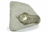 Fossil Crinoid (Platycrinites) - Crawfordsville, Indiana #269735-1